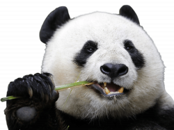 Eating Panda transparent PNG - StickPNG