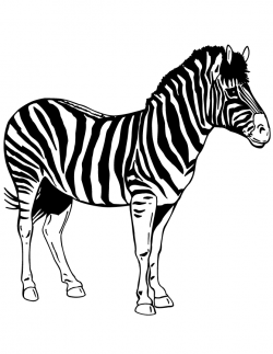 Zebra Coloring Pages | Clipart Panda - Free Clipart Images ...