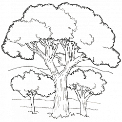 Tree Coloring Pages - Dr. Odd