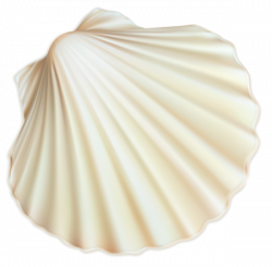 White Sea Shell PNG Clipart Image | ClipArt | Pinterest | White sea ...