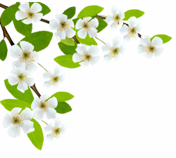 White Spring Branch PNG Clipart Image | PNG | Pinterest | Clipart ...