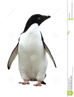 Adelie Penguin Royalty Free Stock Images - Image: 15074579 ...