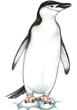 Chinstrap Penguin | Penguins | Penguins, All about penguins ...