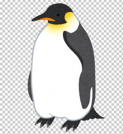 King Penguin Emperor Penguin いらすとや PNG, Clipart, Animal ...
