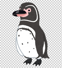 Galapagos Penguin New Year Card Magellanic Penguin PNG ...