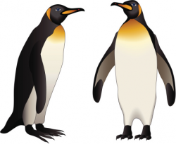 Free Gentoo Penguin Cliparts, Download Free Clip Art, Free ...