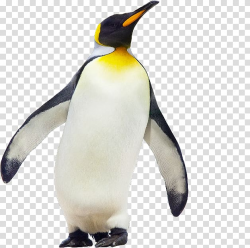 White and black penguin, Emperor Penguin Antarctica Gentoo ...