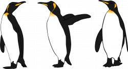 HD Emperor Penguin Bird King Penguin Gentoo Penguin - King ...