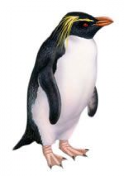 Penguin clipart rockhopper penguin #2851 | bathroom remodel ...