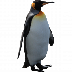 Imperator penguin PNG image | SB - P | Pinterest | Penguins ...