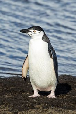Penguin - Wikipedia