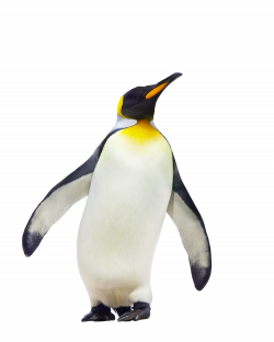 Penguin-Free-Download-PNG.png (2000×2500) | Animals | Pinterest ...