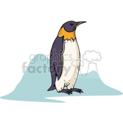 Penguin with an orange neck standing on the ice clipart. Royalty-free  clipart # 130576