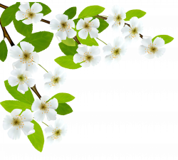 White Spring Branch PNG Clipart Image | Gallery Yopriceville - High ...