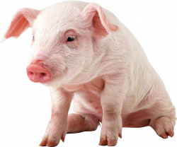 Baby Pig PNG HD Transparent Baby Pig HD.PNG Images. | PlusPNG