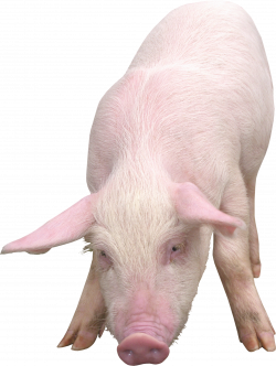 Pig PNG Image Without Background | Web Icons PNG