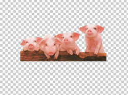 Domestic Pig Computer File PNG, Clipart, Animals, Computer ...