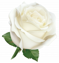 Large White Rose PNG Clipart Image | Gallery Yopriceville - High ...