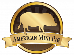 Find a Breeder - American Mini Pig Association