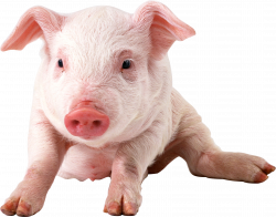 pig PNG image | Clipart für ABs for worksheets | Pinterest | Pig png ...
