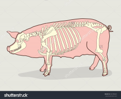 Pig Skeleton Vector Illustration Pig Skeleton Stock Vector ...