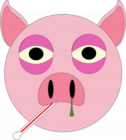 SICK PIG: Many of us are now owners of pet pigs and although we know ...