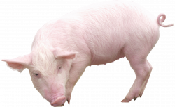 Pig PNG images, free picture download pigs