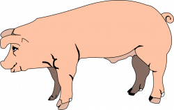 Pig clipart transparent