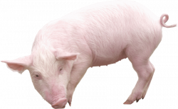 pig from sideview png - Free PNG Images | TOPpng