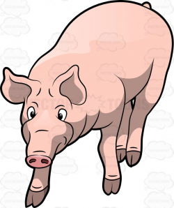Pig Clipart walking 2 - 859 X 1024 Free Clip Art stock ...