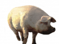 dirty pig walking PNG Image - PurePNG | Free transparent CC0 PNG ...