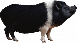 Domestic pig Edward Clip art - Pig watercolor 850*481 transprent Png ...