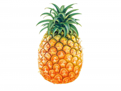 Pineapple Clipart Free | Free download best Pineapple ...