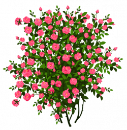 Pink Rose Bush PNG Clipart Picture | ClipArt | Pinterest | Rose bush ...