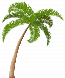 Palm PNG Clip Art Transparent Image | Gallery Yopriceville - High ...
