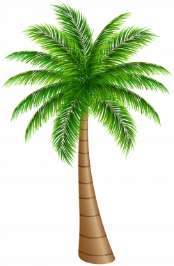 Palm Tree Large PNG Clip Art Image | Gallery Yopriceville - High ...