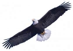 Bald Eagle PNG Transparent Images | PNG All
