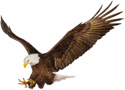 American Eagle PNG Clip Art Image | Gallery Yopriceville ...