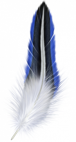 Blue And White Feather Clipart