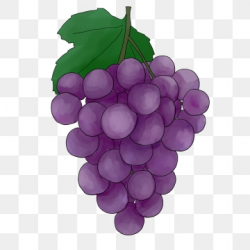 Black Grapes Png, Vector, PSD, and Clipart With Transparent ...
