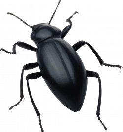 Insect PNG Clipart - peoplepng.com