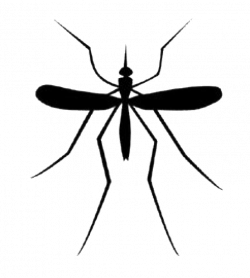 Mosquito PNG Transparent Images | PNG All