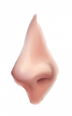 Nose PNG Clipart - peoplepng.com