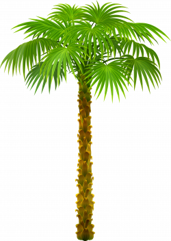 Palm Tree PNG Clipart Picture | Gallery Yopriceville - High-Quality ...