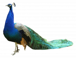 Peacock HD PNG Transparent Peacock HD.PNG Images. | PlusPNG