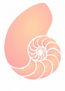 Clip Transparent Shell Sea Orange Pink Spiral Png Image ...
