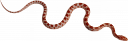 28+ Collection of Png Clipart Snake | High quality, free cliparts ...
