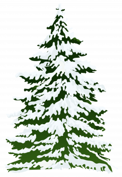 Pine Snow Tree Clip art - Winter Snowy Pine Tree PNG Clipart Image ...