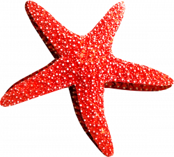 Starfish PNG images free download
