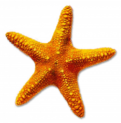 High quality Starfish Cliparts For Free! #19850 - Free Icons and PNG ...